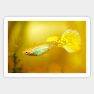 Yellow Guppy Fish Sticker